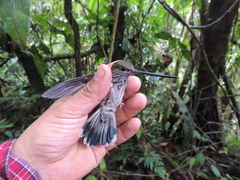 Androdon aequatorialis