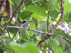 Campylorhynchus albobrunneus