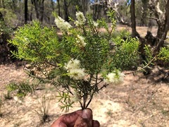 Melaleuca decora