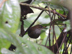 Microcerculus marginatus