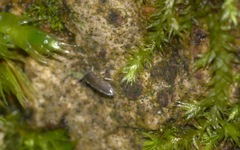 Lepidocyrtinae