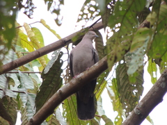 Patagioenas plumbea
