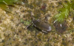 Lepidocyrtinae