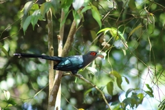 Phaenicophaeus sumatranus