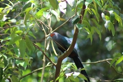 Phaenicophaeus sumatranus