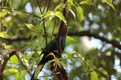 Phaenicophaeus sumatranus