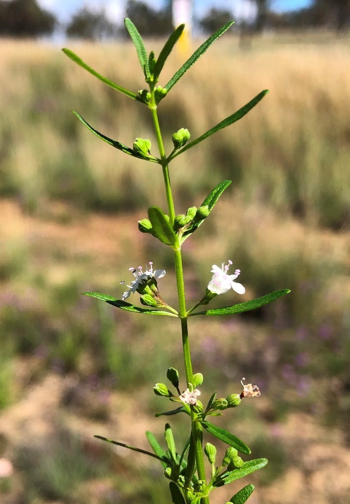 native pennyroyal