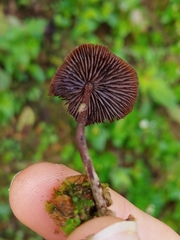 Psilocybe guilartensis