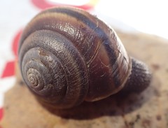 Helminthoglypta sequoicola consors