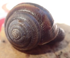 Helminthoglypta sequoicola consors