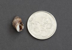 Agnewia tritoniformis