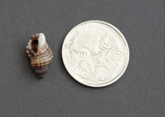 Agnewia tritoniformis