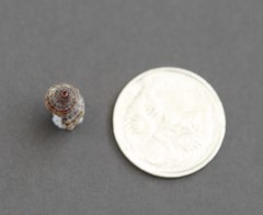 Agnewia tritoniformis