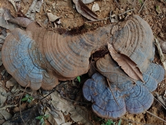 Ganoderma multiplicatum