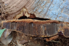 Ganoderma multiplicatum
