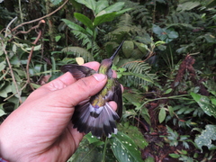 Androdon aequatorialis