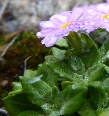 Primula concinna