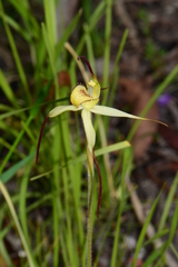 Caladenia flavovirens