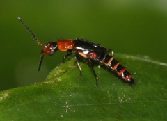 Carphurus excisus