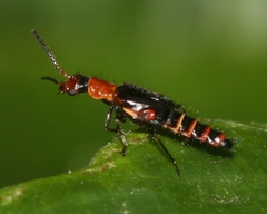 Carphurus excisus
