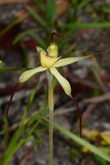 Caladenia flavovirens