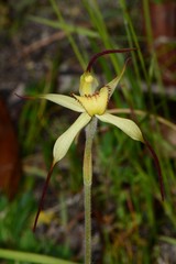 Caladenia flavovirens