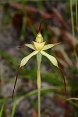 Caladenia flavovirens