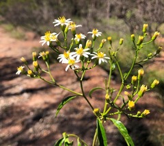 Olearia fulgens