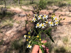 Olearia fulgens