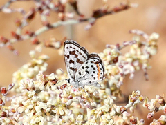 Euphilotes pallescens elvirae