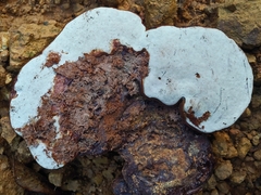 Ganoderma multiplicatum