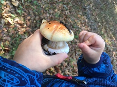 Cortinarius adonis