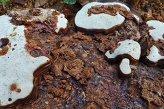 Ganoderma multiplicatum