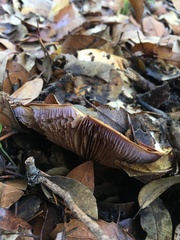 Cortinarius adonis