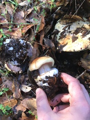 Cortinarius adonis