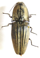 Chalcolepidius silbermanni