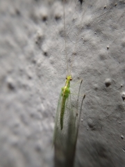Chrysopidae