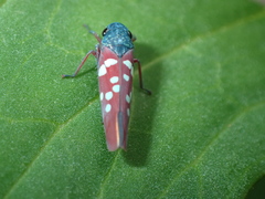 Graphocephala albomaculata