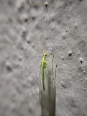Chrysopidae