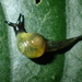 Tikoconus costaricanus - Photo (c) Tom Kirschey, alguns direitos reservados (CC BY-NC)