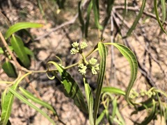Parsonsia eucalyptophylla
