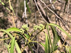Parsonsia eucalyptophylla