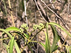 Parsonsia eucalyptophylla