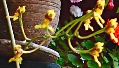 Cyrtochilum densiflorum