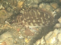 Hypoplectrodes jamesoni