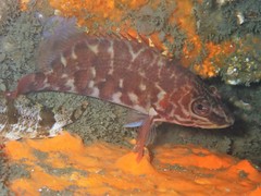 Hypoplectrodes jamesoni