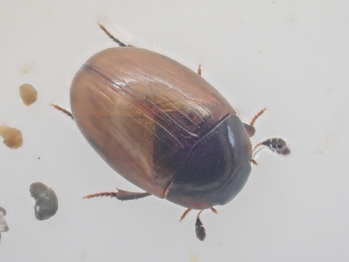 Moon Water Scavenger Beetle