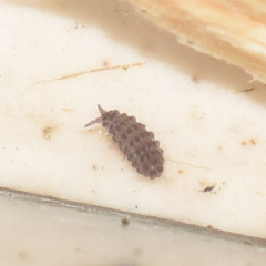 Morulodes