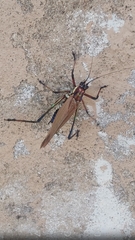 Scaphura elegans