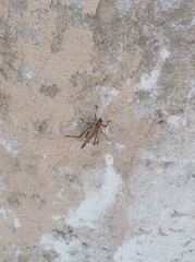 Scaphura elegans